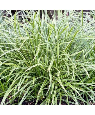 Carex morrowii 'Ice Dance' – Iarbă decorativă cu margini albe, plantă la ghiveci 10 cm