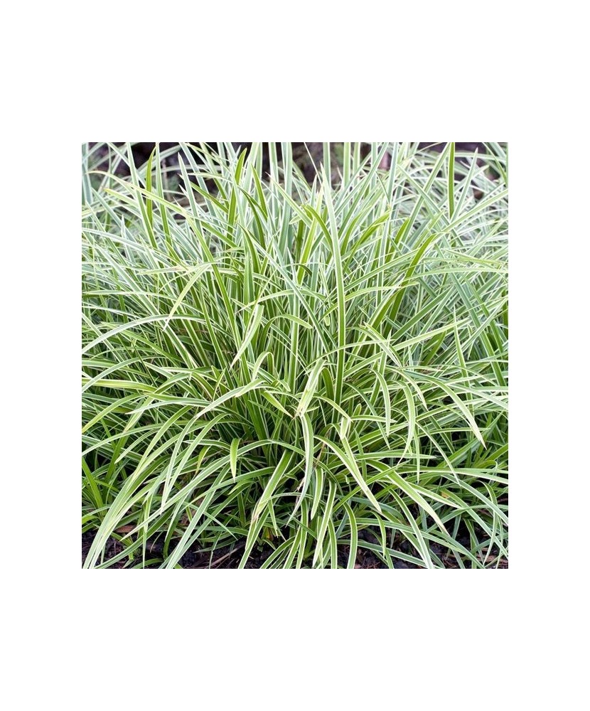 Carex morrowii 'Ice Dance' – Iarbă decorativă cu margini albe, plantă la ghiveci 10 cm