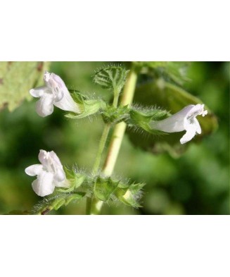 Melissa officinalis –...