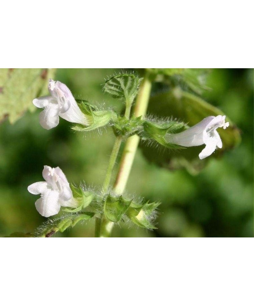 Melissa officinalis – Melișă, roinita, frunze verzi aromate, plantă la ghiveci 10 cm