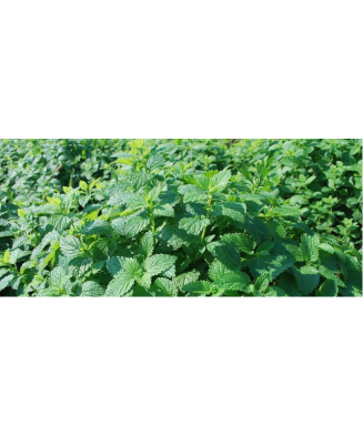 Melissa officinalis – Melișă, roinita, frunze verzi aromate, plantă la ghiveci 10 cm