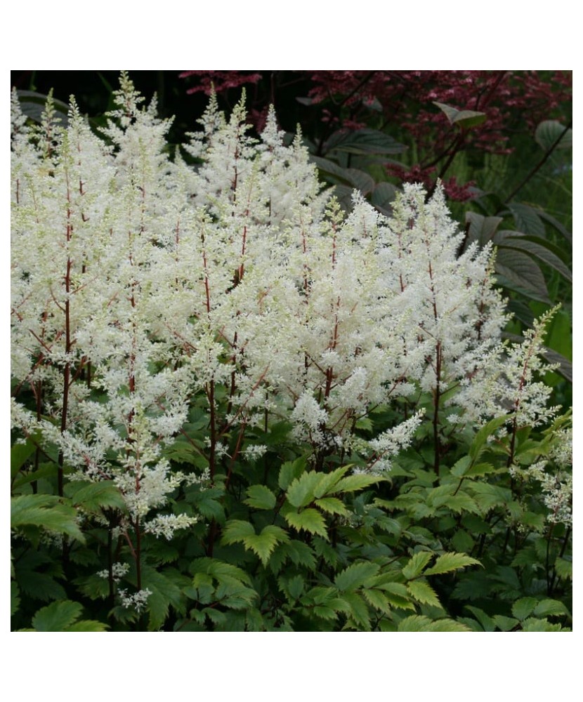 Astilbe 'Rock and Roll' – Steluțe de toamnă alb-crem, plantă la ghiveci 10 cm