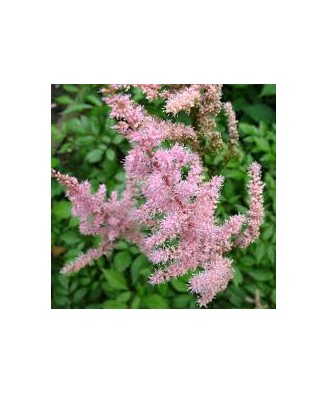 Astilbe 'Flamingo' – Astilbe roz, plantă la ghiveci 10 cm