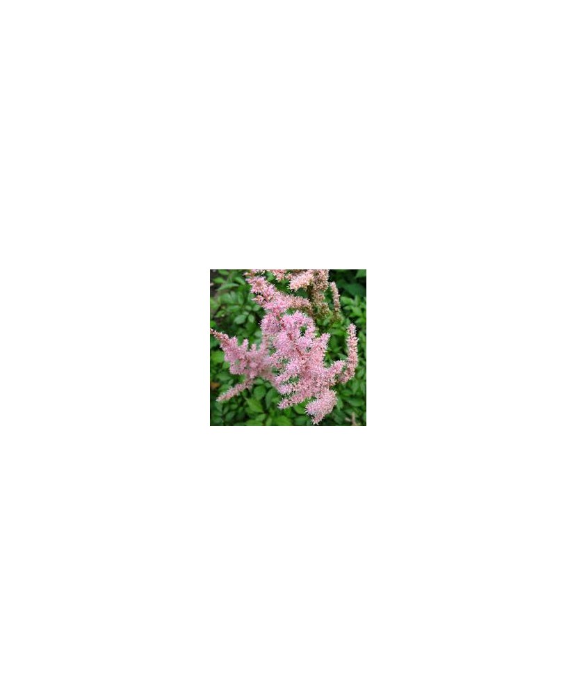 Astilbe 'Flamingo' – Astilbe roz, plantă la ghiveci 10 cm