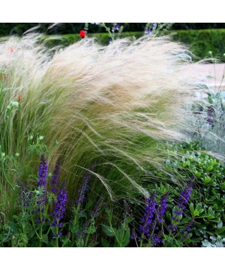 Stipa tenuissima 'Pony Tail' – Iarbă ornamentală, verde-aurie, plantă la ghiveci 10 cm