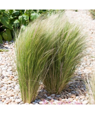 Stipa tenuissima 'Pony Tail' – Iarbă ornamentală, verde-aurie, plantă la ghiveci 10 cm