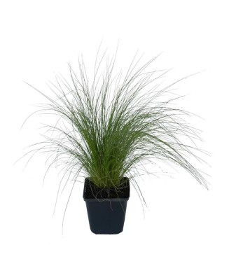 Stipa tenuissima 'Pony Tail' – Iarbă ornamentală, verde-aurie, plantă la ghiveci 10 cm