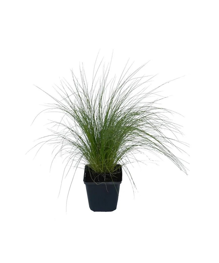 Stipa tenuissima 'Pony Tail' – Iarbă ornamentală, verde-aurie, plantă la ghiveci 10 cm