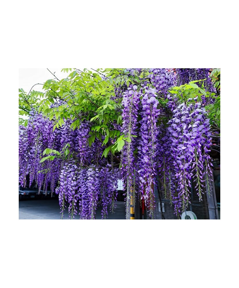 Glicina mov (Wisteria sinensis) 10-20 cm , radacina libera