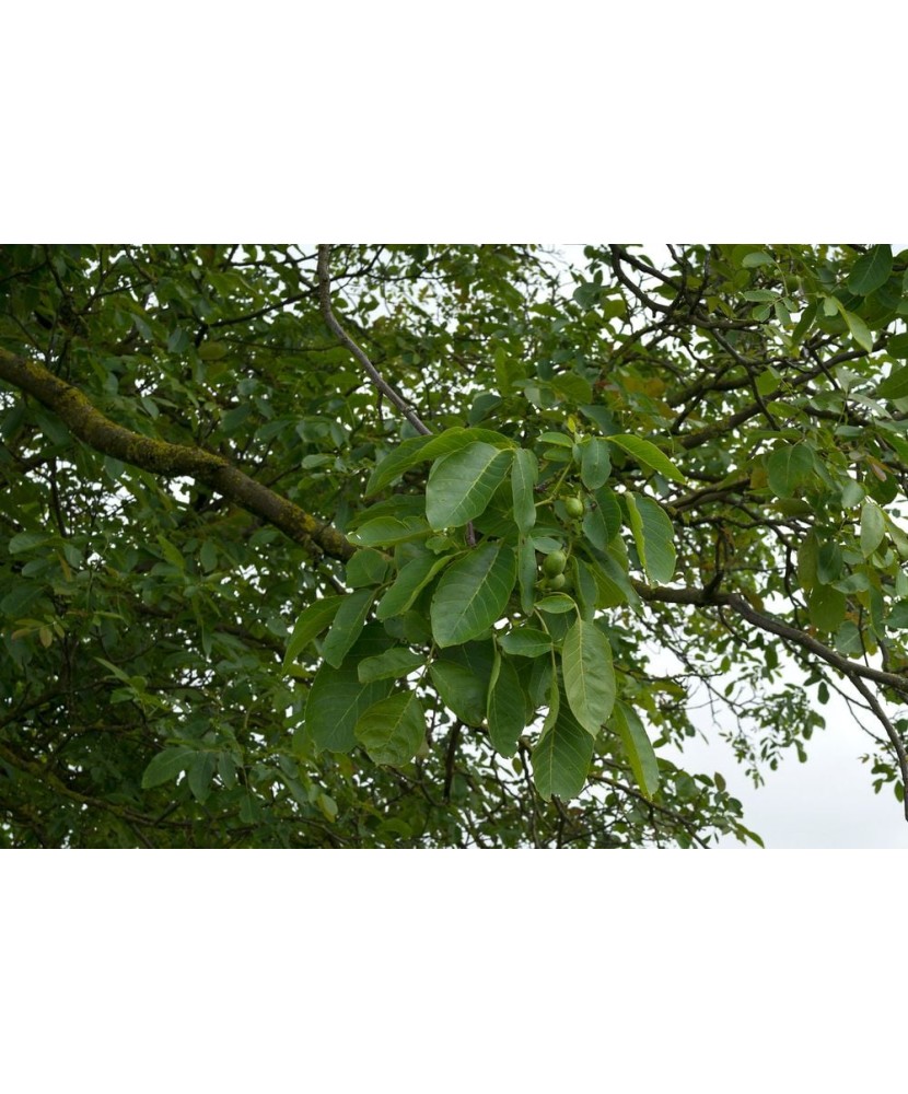 Nuc 50-80cm , Juglans Regia , radacina libera