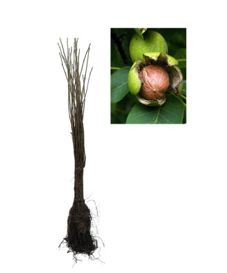 Nuc 50-80cm , Juglans Regia , radacina libera
