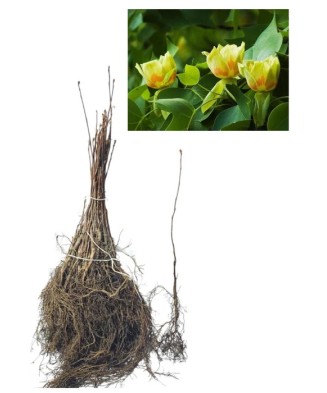 Copac de lalele (Liriodendron tulipifera ) 30-50 cm , Arborele Lalea