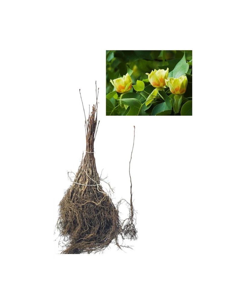 Copac de lalele (Liriodendron tulipifera ) 30-50 cm , Arborele Lalea