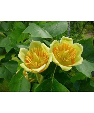 Copac de lalele (Liriodendron tulipifera ) 30-50 cm , Arborele Lalea