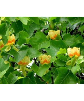 Copac de lalele (Liriodendron tulipifera ) 30-50 cm , Arborele Lalea