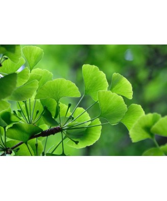 Ginkgo Biloba , Arborele...