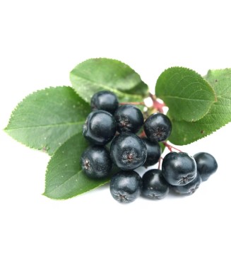 Aronia Nero 1 an , 20-40 cm...
