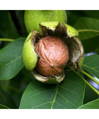 Nuc 120-150 cm , Juglans Regia , radacina libera