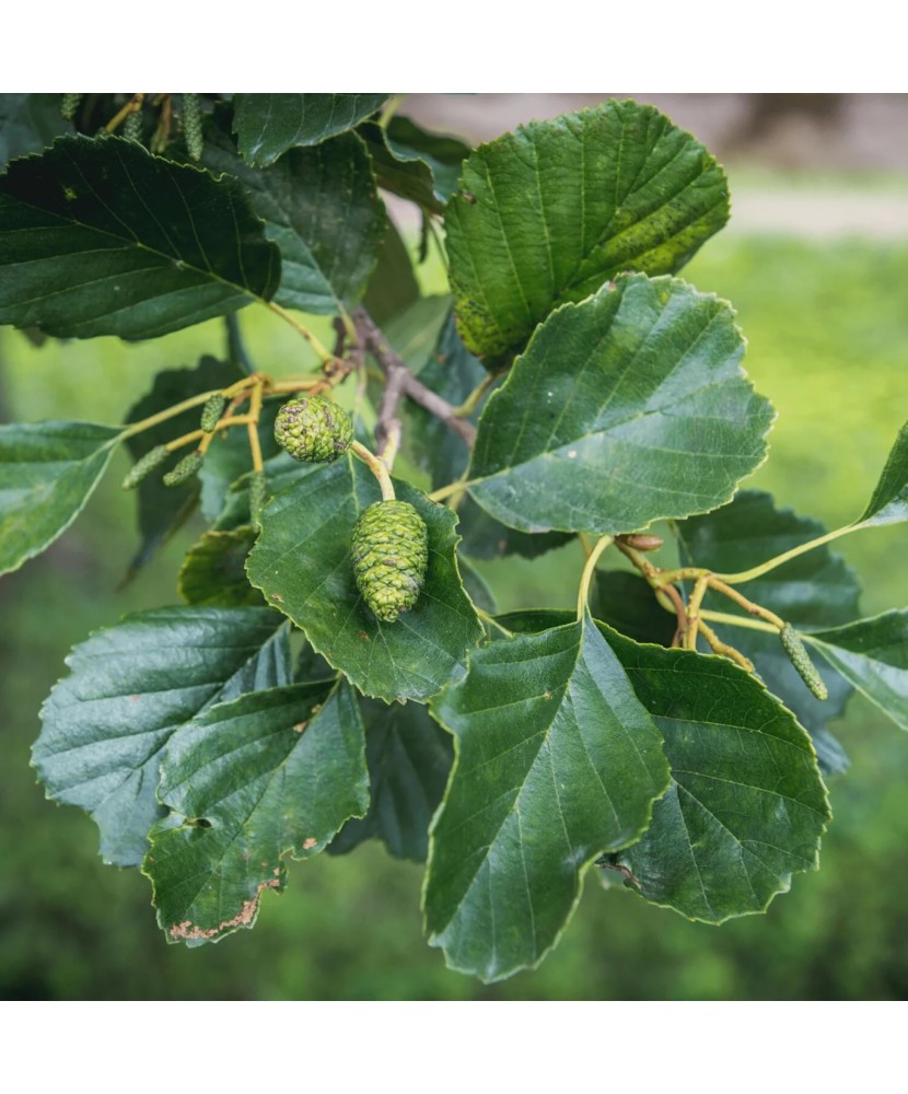Arinul negru 50-80 cm (Alnus glutinosa), radacina libera