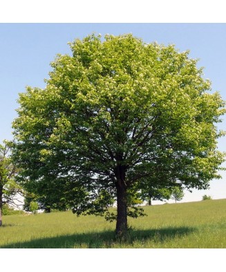 Jugastru 50-80 cm  (Acer...