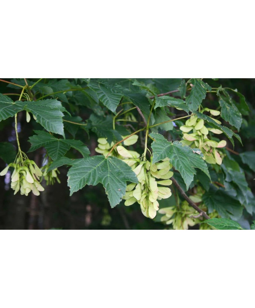 Paltin de munte 50-80 cm ( Acer pseudoplatanus), radacina libera