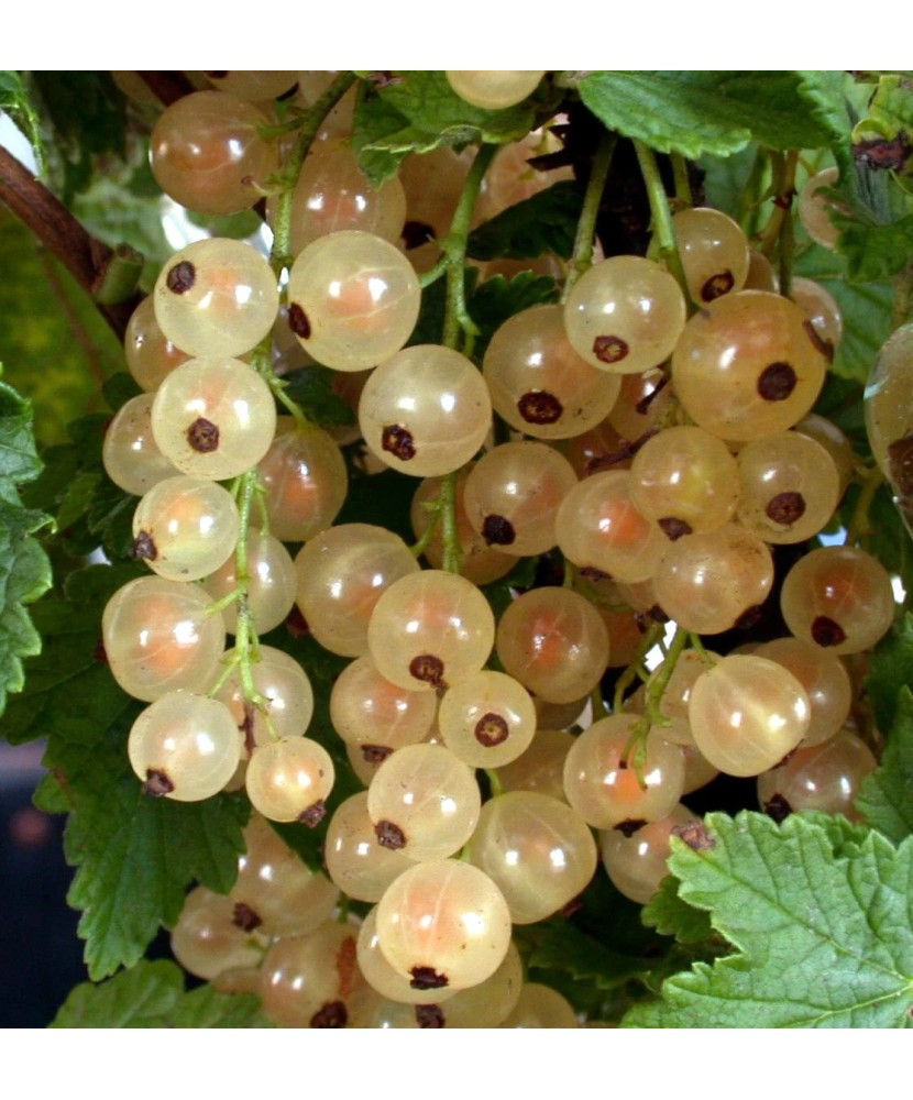 Coacaz alb ( Blanka ) 20-30 cm, radacina libera