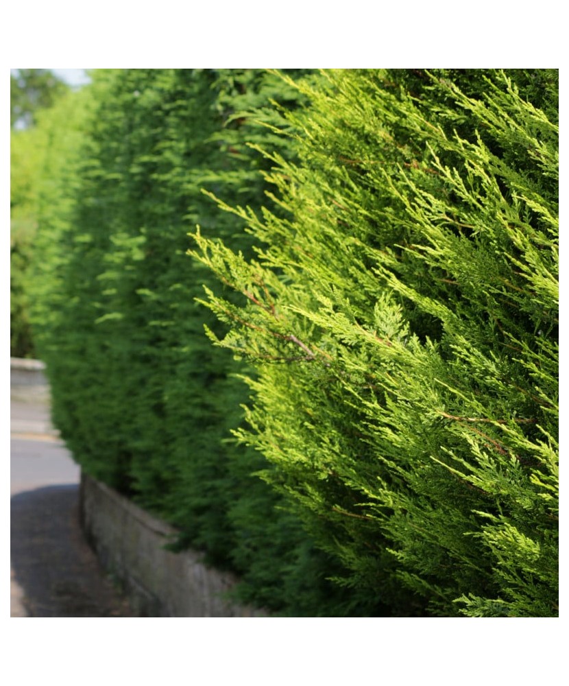 Chiparos Leylandii vede deschis , gard viu