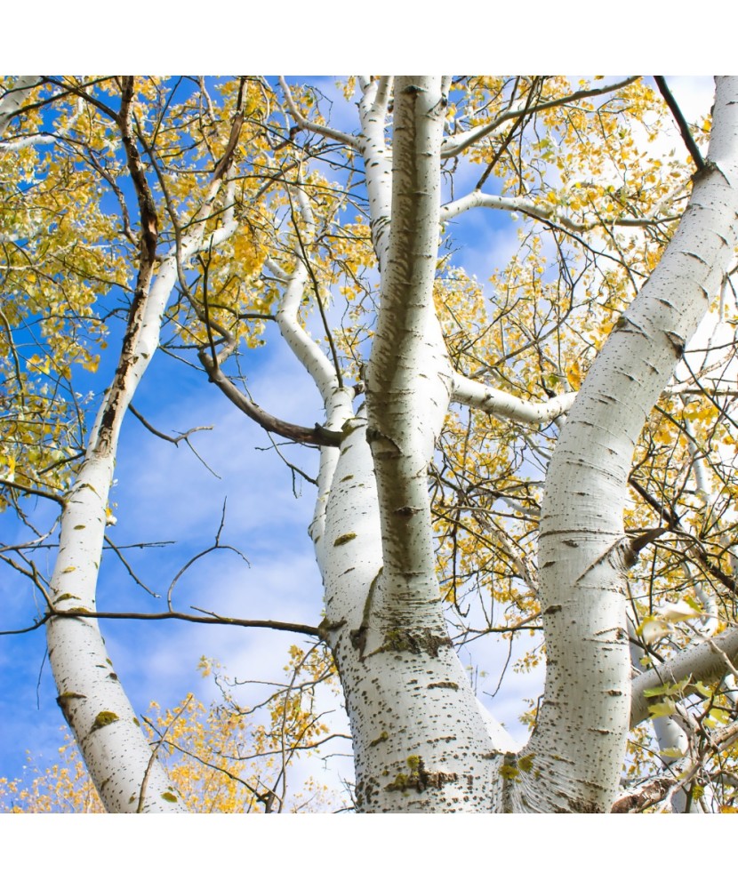 Mesteacan argintiu /alb  60-100 cm, Betula Pendula, radacina libera