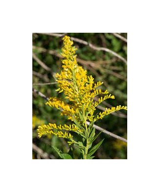 Solidago – Radacină liberă, flori galbene