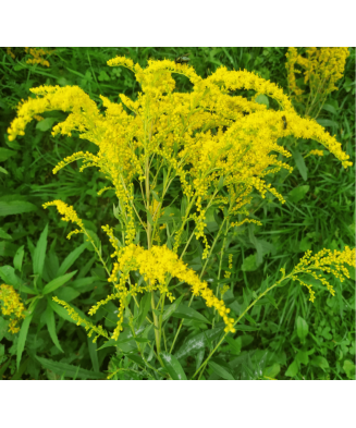 Solidago – Radacină liberă, flori galbene