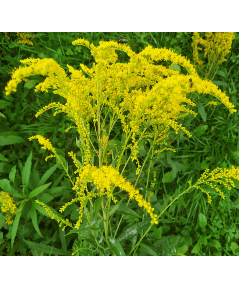Solidago – Radacină liberă, flori galbene