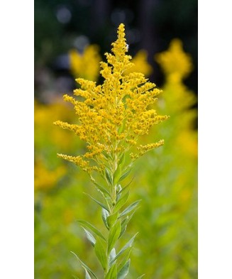 Solidago – Radacină liberă, flori galbene
