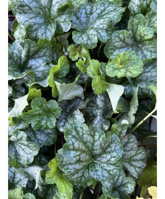 Planta Heuchera Silver Green – Plantă perenă decorativă prin frunze Ghiveci: 12 cm