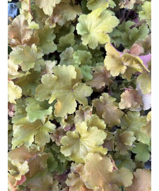 Planta Heuchera Autumn Orange – Frunziș spectaculos în nuanțe calde de toamnă Ghiveci: 12 cm