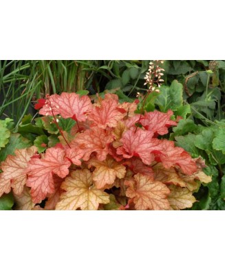 Planta Heuchera Autumn...