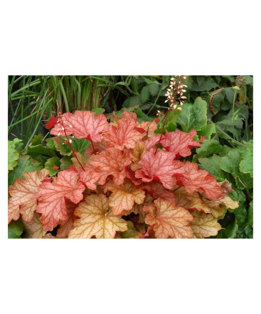 Planta Heuchera Autumn Orange – Frunziș spectaculos în nuanțe calde de toamnă Ghiveci: 12 cm