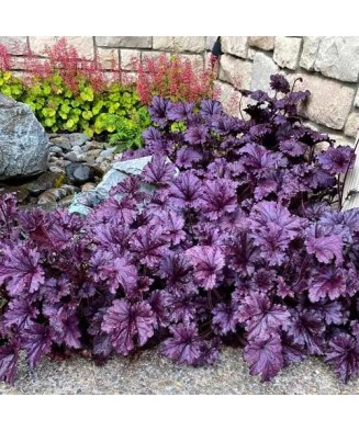 Planta Heuchera Silver Purple – Eleganță în tonuri de violet-argintiu Ghiveci: 12 cm