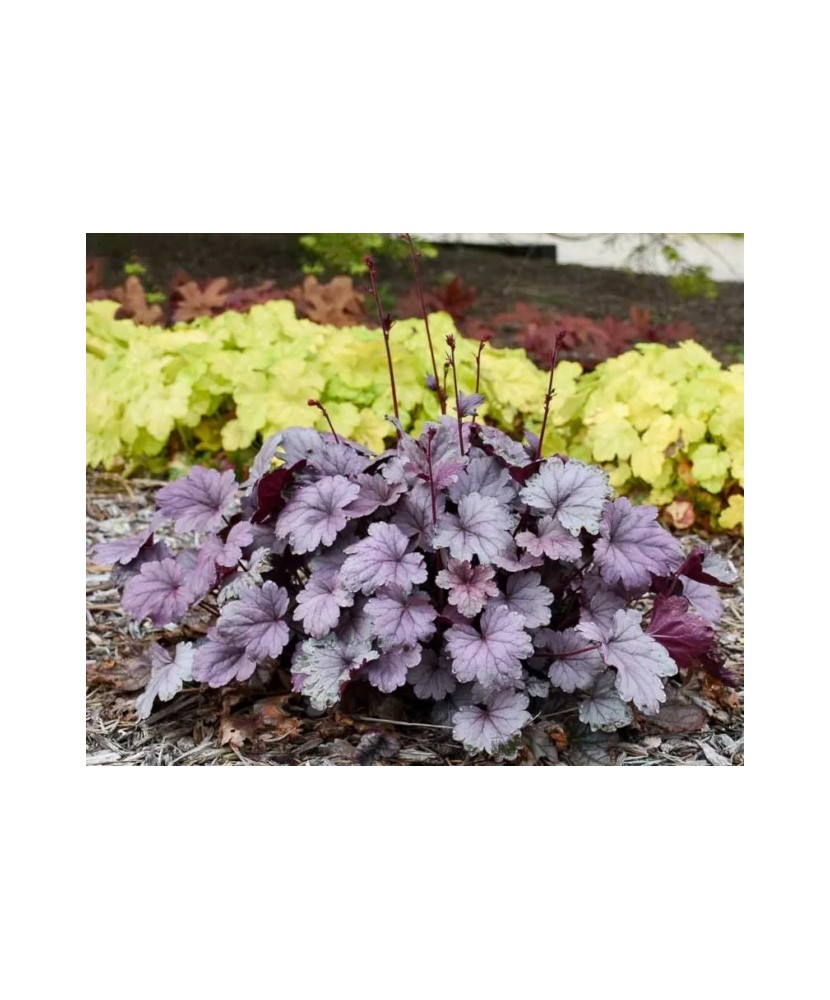Planta Heuchera Silver Purple – Eleganță în tonuri de violet-argintiu Ghiveci: 12 cm