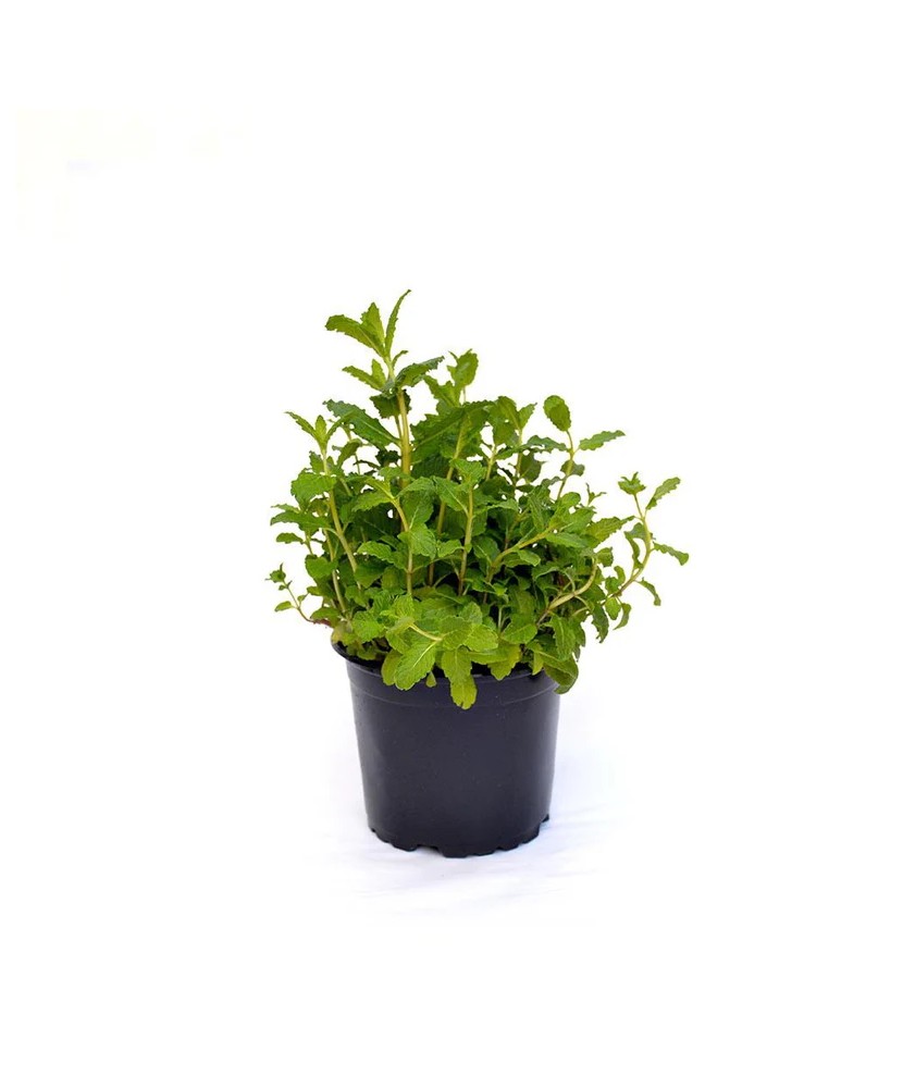 Planta aromatica, Menta, Ghiveci 10cm