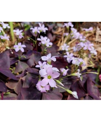Bulb, Oxalis, Triangularis,...