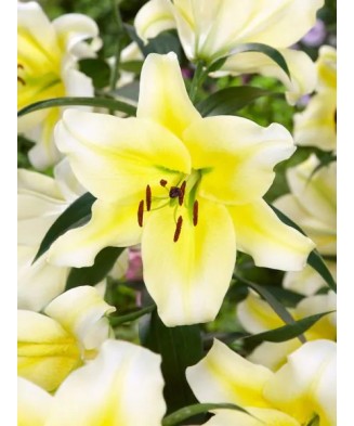 Bulb, Crini, Concad'or,...