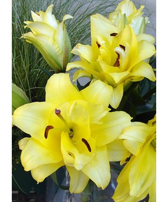 Bulb, Crini, Exotic sun,...