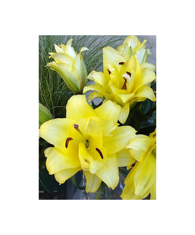 Bulb, Crini, Exotic sun, Calibru 16/18