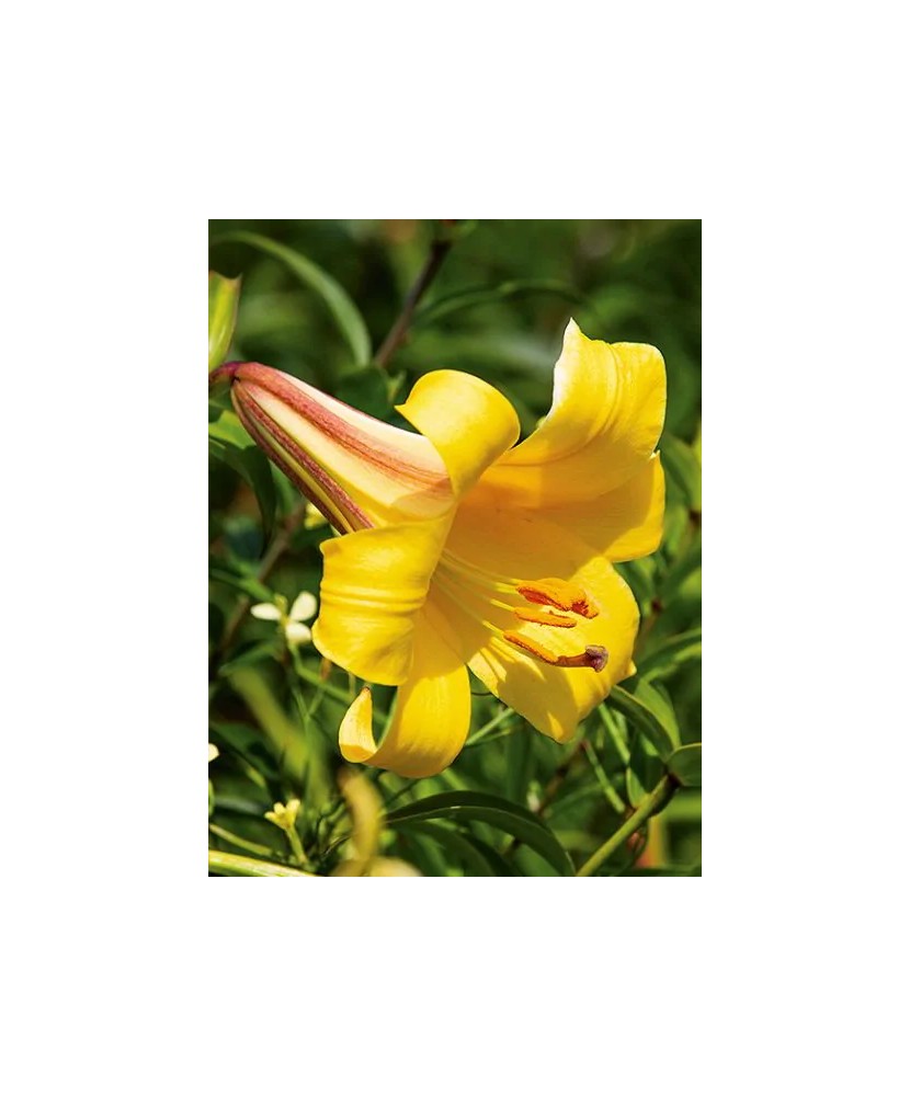 Bulb, Crini, Golden splendour, Calibru 14/16