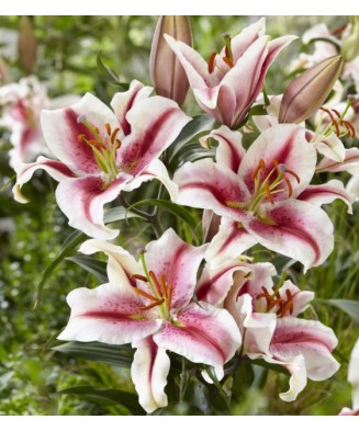 Bulb, Crini, Hachi, Calibru...