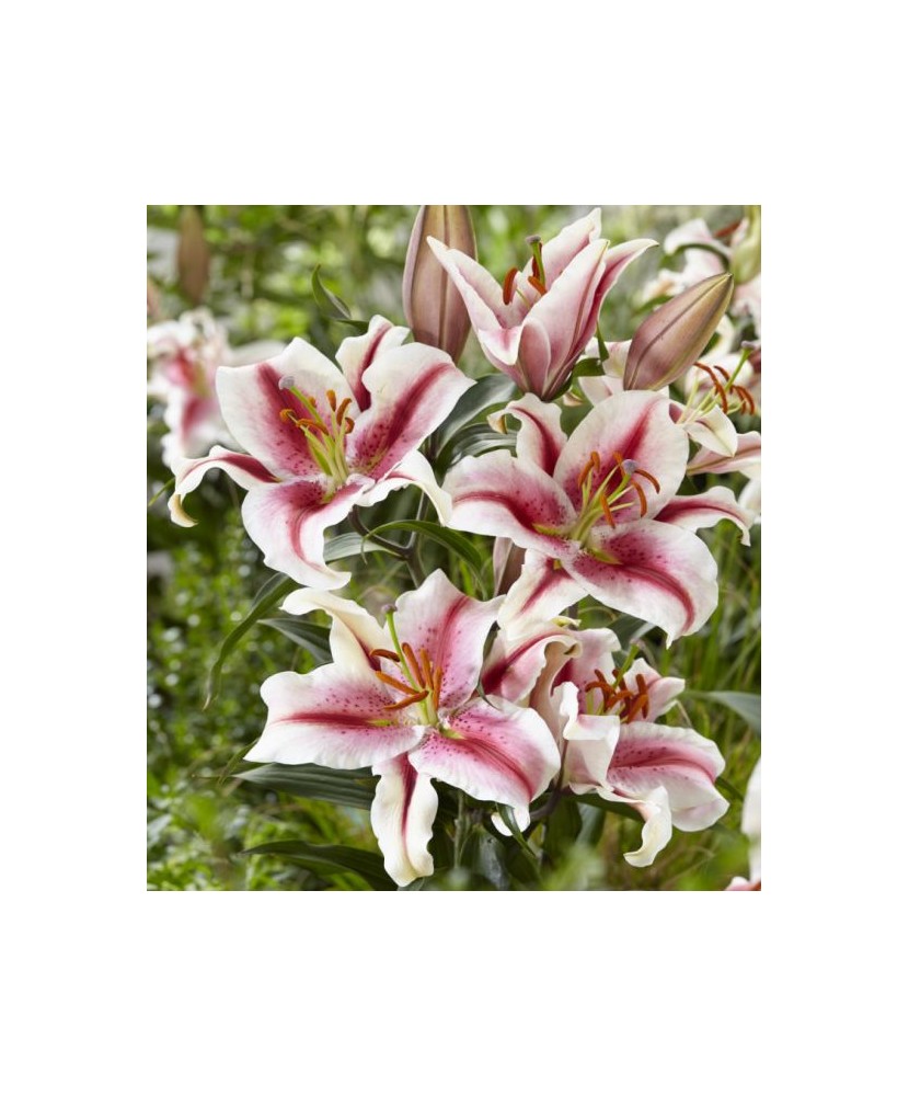 Bulb, Crini, Hachi, Calibru 16/18