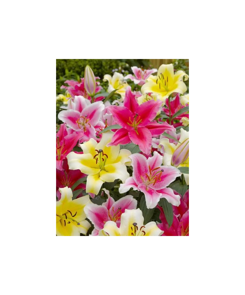 Bulb, Crini, Oriental mixed, Calibru 14/16