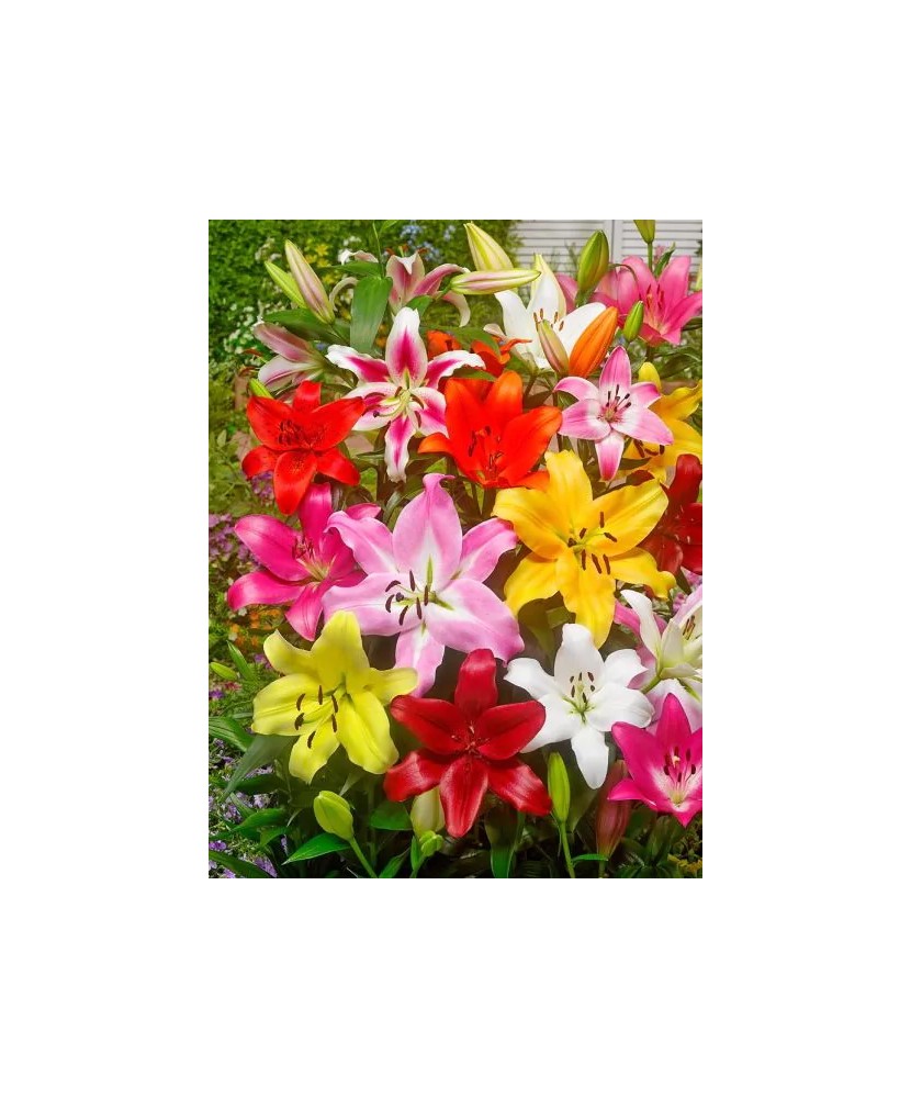 Bulb, Crini, Picking garden mix, Calibru 14/16