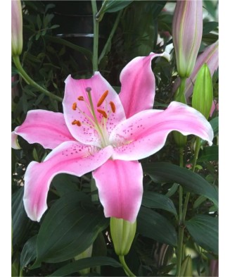 Bulb, Crini, Sorbonne,...