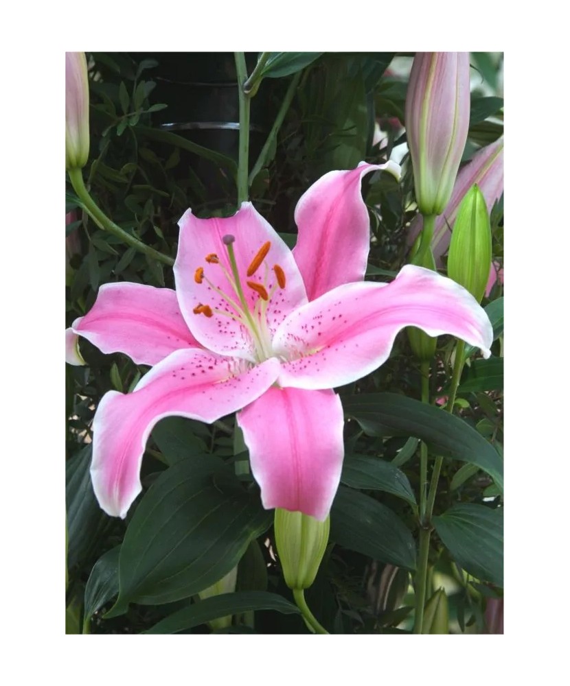 Bulb, Crini, Sorbonne, Calibru 16/18